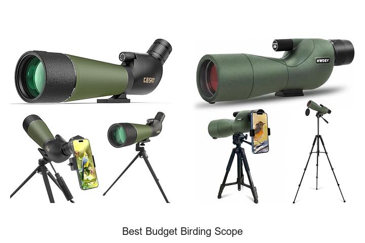 Top 12 Best Budget Birding Scope That Will Blow Your Mind